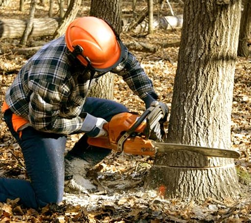 Tree Removal in Peever, SD